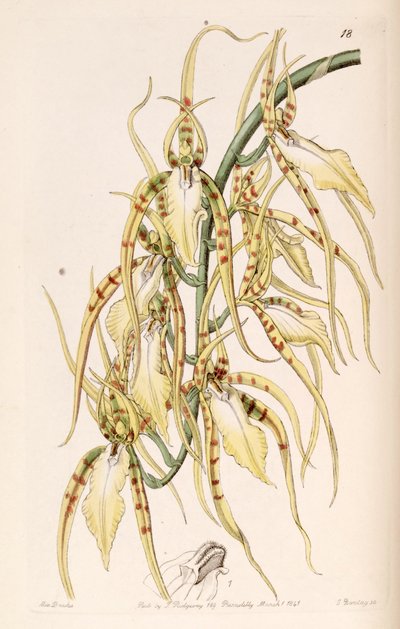 Brassia Cochleata (as syn. Brassia Lawrenceana) by Miss Drake
